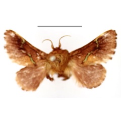 /filer/webapps/moths/media/images/L/livida_Miresa_AM_BMNH.jpg