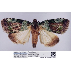 /filer/webapps/moths/media/images/S/squamifera_Blenina_AM_NHMUK_01.jpg