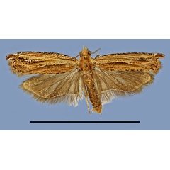 /filer/webapps/moths/media/images/F/falcata_Dasodis_HT_MRSN.jpg