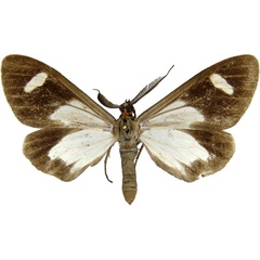 /filer/webapps/moths/media/images/F/famula_Pitthea_AM_MCJM.jpg