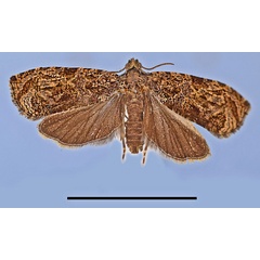 /filer/webapps/moths/media/images/A/atrobasalis_Eccopsis_HT_MRSN.jpg