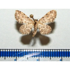 /filer/webapps/moths/media/images/P/prionodonta_Idaea_A_Goffa_02.jpg