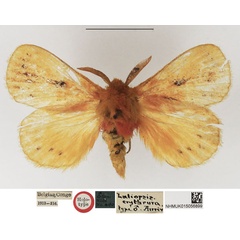 /filer/webapps/moths/media/images/E/erythrura_Laeliopsis_HT_NHMUK.jpg
