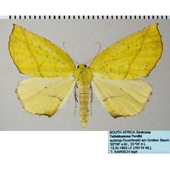 /filer/webapps/moths/media/images/C/cambogiaria_Drepanogynis_AF_ZSMa.jpg