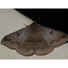 /filer/webapps/moths/media/images/C/congressa_Ericeia_A_Grobler.jpg