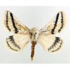 /filer/webapps/moths/media/images/P/patagiata_Rhabdosia_AM1_Basquin.jpg