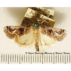 /filer/webapps/moths/media/images/R/radialis_Loryma_A_OUMNH_01.jpg