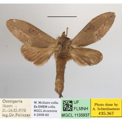 /filer/webapps/moths/media/images/A/argentescens_Synette_A_MGCLa_03.JPG