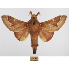 /filer/webapps/moths/media/images/P/polydora_Streblote_AM_TMSA_03.jpg