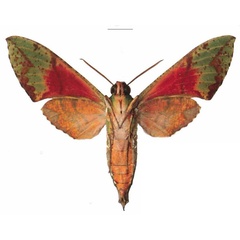 /filer/webapps/moths/media/images/M/megaera_Euchloron_AM_EMEMb.jpg