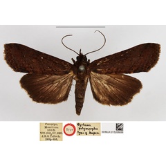 /filer/webapps/moths/media/images/P/polymorpha_Gyrtona_STF_NHMUK.jpg