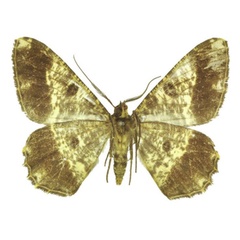 /filer/webapps/moths/media/images/M/milesi_Afroracotis_PTM_ANHRT_01b.jpg