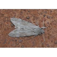 /filer/webapps/moths/media/images/C/convolvuli_Agrius_A_Jorpeland.jpg