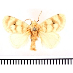 /filer/webapps/moths/media/images/N/nivata_Niphadolepis_AM_BMNH_01.jpg