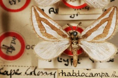 Conchylia rhabdocampa
