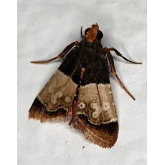 /filer/webapps/moths/media/images/G/galactalis_Pyralosis_A_Roland_01.jpg
