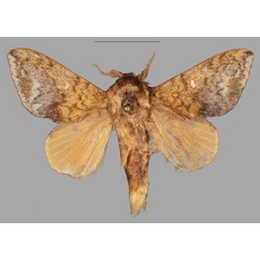 /filer/webapps/moths/media/images/E/extenuata_Hypotrabala_AM_Mueller.jpg