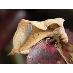 /filer/webapps/moths/media/images/S/singulare_Stoermeriana_A_Grobler.jpeg