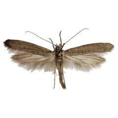 /filer/webapps/moths/media/images/S/subplumbellus_Yponomeuta_AM_Agassiz.jpg