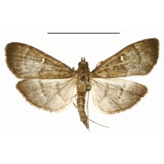 /filer/webapps/moths/media/images/C/chloromochla_Omiodes_A_DePrins.jpg