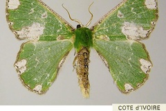 Archichlora pulveriplaga