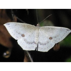 /filer/webapps/moths/media/images/B/biocellaria_Apatadelpha_A_Stanton.jpg