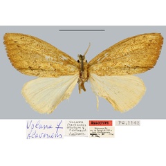 /filer/webapps/moths/media/images/F/flavescens_Volana_AT_MNHN.jpg