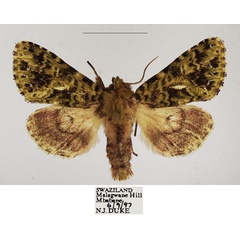 /filer/webapps/moths/media/images/V/viridirufa_Nyodes_AM_TMSA_02.jpg