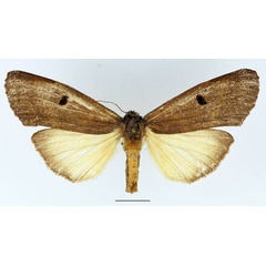 /filer/webapps/moths/media/images/D/duplex_Elaphrodes_AM_Basquin_01.jpg