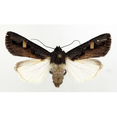 /filer/webapps/moths/media/images/A/africana_Brithysana_AF_ISEA.jpg