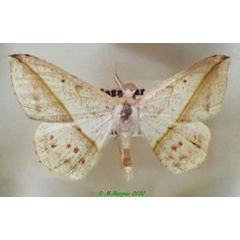 /filer/webapps/moths/media/images/T/tristigma_Psilocerea_AM_PZBT.jpg