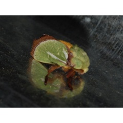 /filer/webapps/moths/media/images/S/singluaris_Latoia_A_DeBeer.jpeg