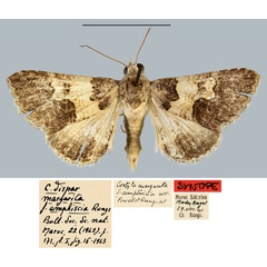 /filer/webapps/moths/media/images/A/amphiscia_Cortyta_ST_MNHN.jpg