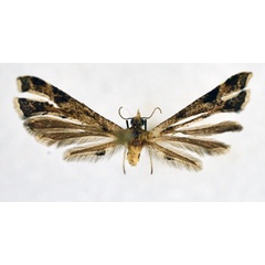 /filer/webapps/moths/media/images/K/kasulua_Platyptilia_HT_NHMO.jpg