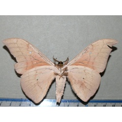 /filer/webapps/moths/media/images/I/irius_Pseudobunaea_A_Goffb_01.jpg