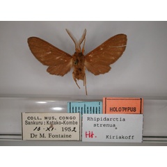 /filer/webapps/moths/media/images/S/strenua_Rhipidarctia_HT_RMCA_01.jpg