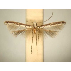 /filer/webapps/moths/media/images/O/oxyloga_Diphtheroptila_MT_TMSA6065.jpg