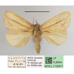 /filer/webapps/moths/media/images/I/isabellina_Xanthodonta_A_MGCLa_02.JPG