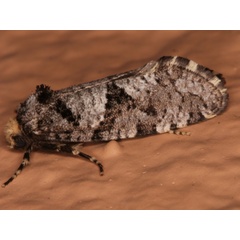 /filer/webapps/moths/media/images/B/brachyctenis_Compsoctena_A_Roland.jpg