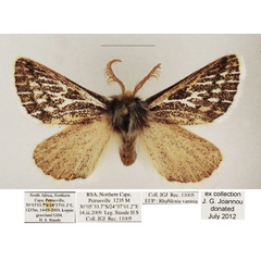 /filer/webapps/moths/media/images/V/vaninia_Rhabdosia_AM_TMSA_02.jpg
