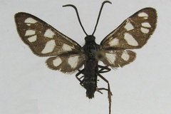 Amata karroana