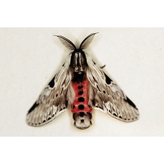 /filer/webapps/moths/media/images/P/punctum_Fentonina_AM_Roland.jpg