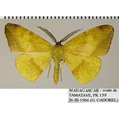 /filer/webapps/moths/media/images/L/laurentensis_Hylemera_AM_ZSMa.jpg