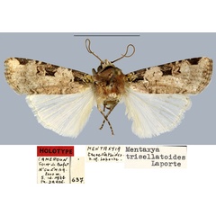 /filer/webapps/moths/media/images/T/trisellatoides_Mentaxya_HT_MNHN.jpg