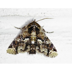 /filer/webapps/moths/media/images/B/bowkeri_Eutelia_A_Roland_01.jpg