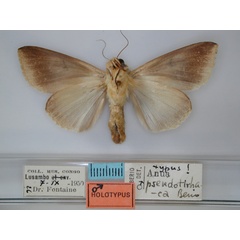 /filer/webapps/moths/media/images/P/pseudotirhaca_Ophiusa_HT_RMCA_02.jpg