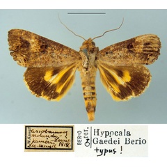 /filer/webapps/moths/media/images/G/gaedei_Hypocala_HT_MSNM.jpg