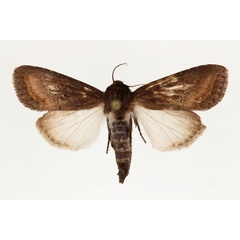 /filer/webapps/moths/media/images/C/crini_Brithys_AF_RMCA.jpg