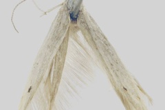 Coleophora arcana