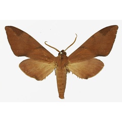 /filer/webapps/moths/media/images/F/foliaceus_Pseudopolyptychus_AM_Basquin.jpg